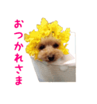 トイプードルココの日常会話スタンプ（個別スタンプ：17）