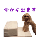 トイプードルココの日常会話スタンプ（個別スタンプ：19）