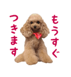 トイプードルココの日常会話スタンプ（個別スタンプ：24）