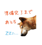 柴犬 ラッキー（個別スタンプ：15）