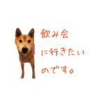 柴犬 ラッキー（個別スタンプ：25）