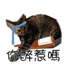 meow...real cat！！！（個別スタンプ：4）