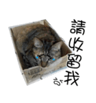 meow...real cat！！！（個別スタンプ：6）