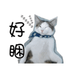 meow...real cat！！！（個別スタンプ：7）