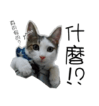 meow...real cat！！！（個別スタンプ：17）