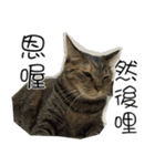 meow...real cat！！！（個別スタンプ：24）