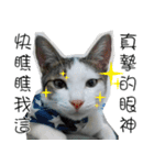 meow...real cat！！！（個別スタンプ：27）