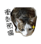 meow...real cat！！！（個別スタンプ：31）