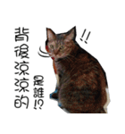 meow...real cat！！！（個別スタンプ：40）