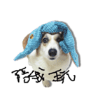 Corgi white Eyes daily（個別スタンプ：7）