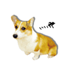 Corgi white Eyes daily（個別スタンプ：15）