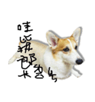Corgi white Eyes daily（個別スタンプ：24）