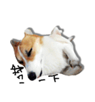 Corgi white Eyes daily（個別スタンプ：32）