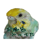 リアルセキセイインコの日常（個別スタンプ：4）