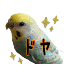 リアルセキセイインコの日常（個別スタンプ：14）