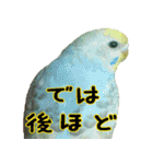 リアルセキセイインコの日常（個別スタンプ：15）