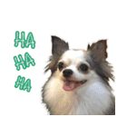 Chihuahua Family Miss ＆ Teen（個別スタンプ：1）