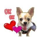 Chihuahua Family Miss ＆ Teen（個別スタンプ：4）