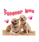 Chihuahua Family Miss ＆ Teen（個別スタンプ：7）