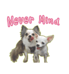 Chihuahua Family Miss ＆ Teen（個別スタンプ：20）