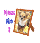 Chihuahua Family Miss ＆ Teen（個別スタンプ：21）