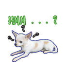 Chihuahua Family Miss ＆ Teen（個別スタンプ：33）