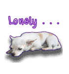 Chihuahua Family Miss ＆ Teen（個別スタンプ：34）