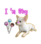 Chihuahua Family Miss ＆ Teen（個別スタンプ：35）