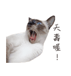 Meow meow meow fluffy paws（個別スタンプ：4）