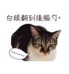 Meow meow meow fluffy paws（個別スタンプ：6）