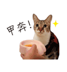 Meow meow meow fluffy paws（個別スタンプ：7）