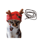 Meow meow meow fluffy paws（個別スタンプ：10）
