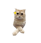 Meow meow meow fluffy paws（個別スタンプ：12）