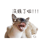Meow meow meow fluffy paws（個別スタンプ：13）