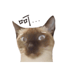 Meow meow meow fluffy paws（個別スタンプ：14）