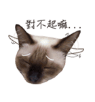 Meow meow meow fluffy paws（個別スタンプ：15）