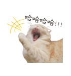 Meow meow meow fluffy paws（個別スタンプ：16）