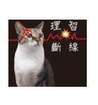 Meow meow meow fluffy paws（個別スタンプ：17）