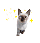 Meow meow meow fluffy paws（個別スタンプ：19）