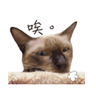 Meow meow meow fluffy paws（個別スタンプ：22）