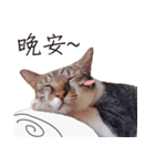 Meow meow meow fluffy paws（個別スタンプ：24）