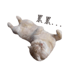 Meow meow meow fluffy paws（個別スタンプ：26）