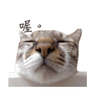 Meow meow meow fluffy paws（個別スタンプ：27）