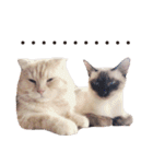 Meow meow meow fluffy paws（個別スタンプ：29）
