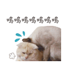 Meow meow meow fluffy paws（個別スタンプ：31）