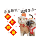 Meow meow meow fluffy paws（個別スタンプ：33）