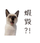 Meow meow meow fluffy paws（個別スタンプ：36）