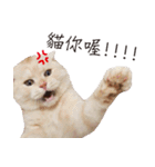 Meow meow meow fluffy paws（個別スタンプ：37）