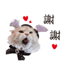 Meow meow meow fluffy paws（個別スタンプ：38）