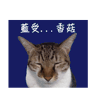 Meow meow meow fluffy paws（個別スタンプ：39）